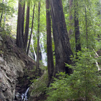Hiking Trails Pfeiffer Big Sur State Park