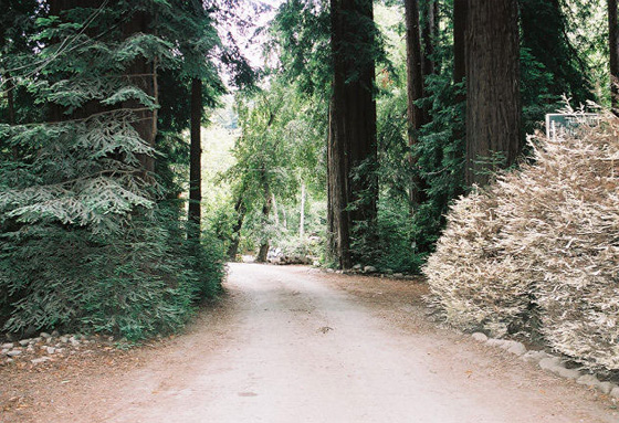 The Albino Redwood Tree at the Fernwood Resort & Campground